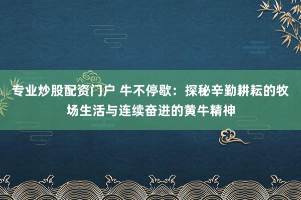 专业炒股配资门户 牛不停歇:探秘辛勤耕耘的牧场生活与连续奋进的黄牛精神